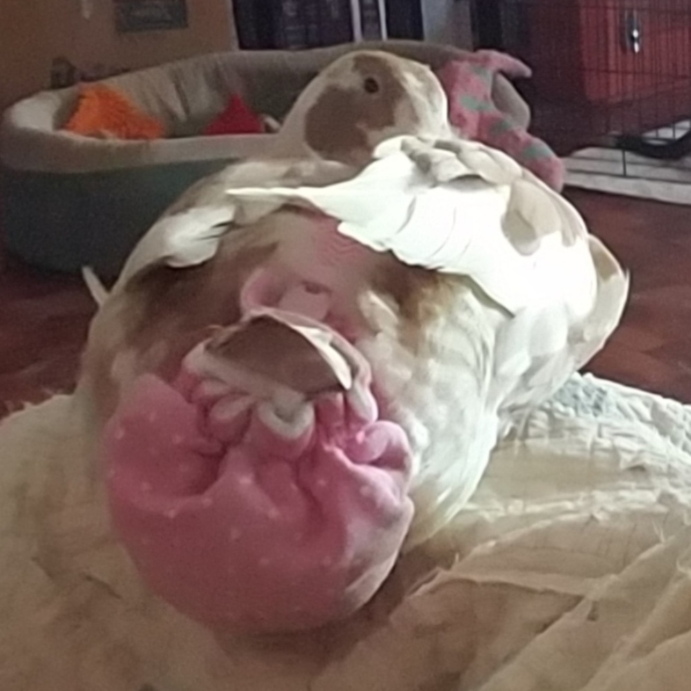 Best indoor duck diaper EVER!